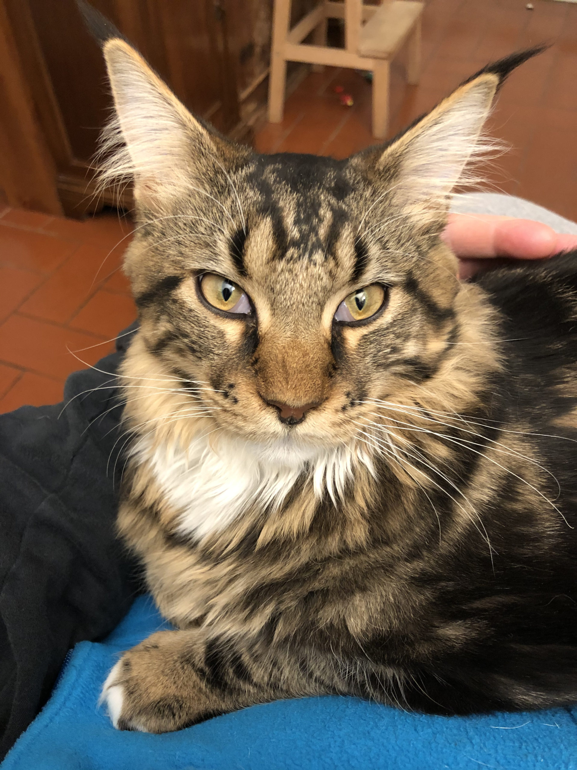 A cat in the White House Margaret's Cats